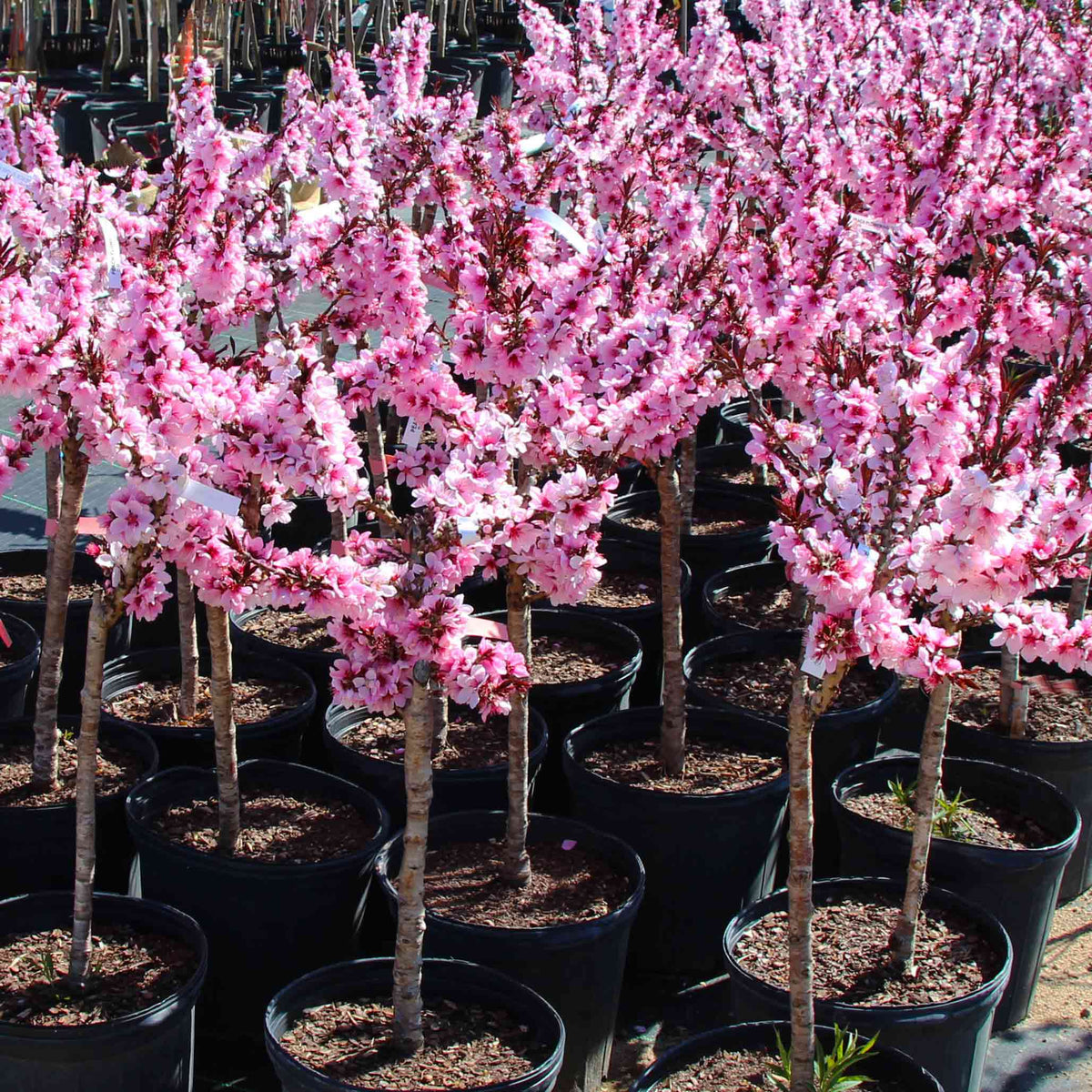 Bonfire Patio Peach plant pink blossoms in black pots Live Good Logistics on Tampa Home & Garden Store