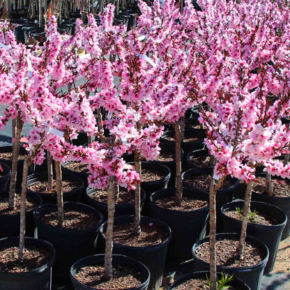 Bonfire Patio Peach plant pink blossoms in black pots Live Good Logistics on Tampa Home & Garden Store
