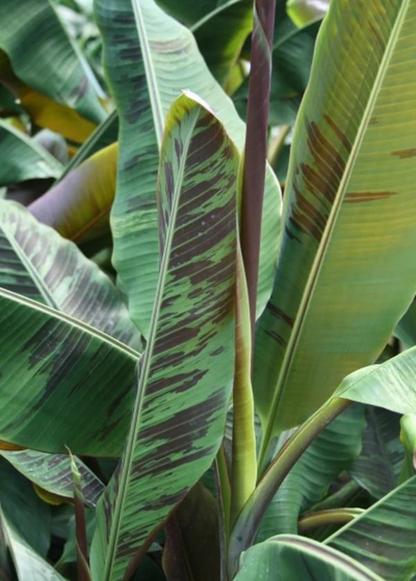Banana Tree 'Bordelon' (Musa)