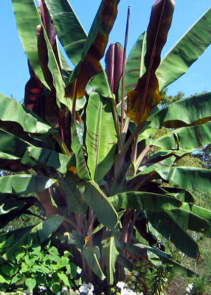 Banana Tree 'Bordelon' (Musa)