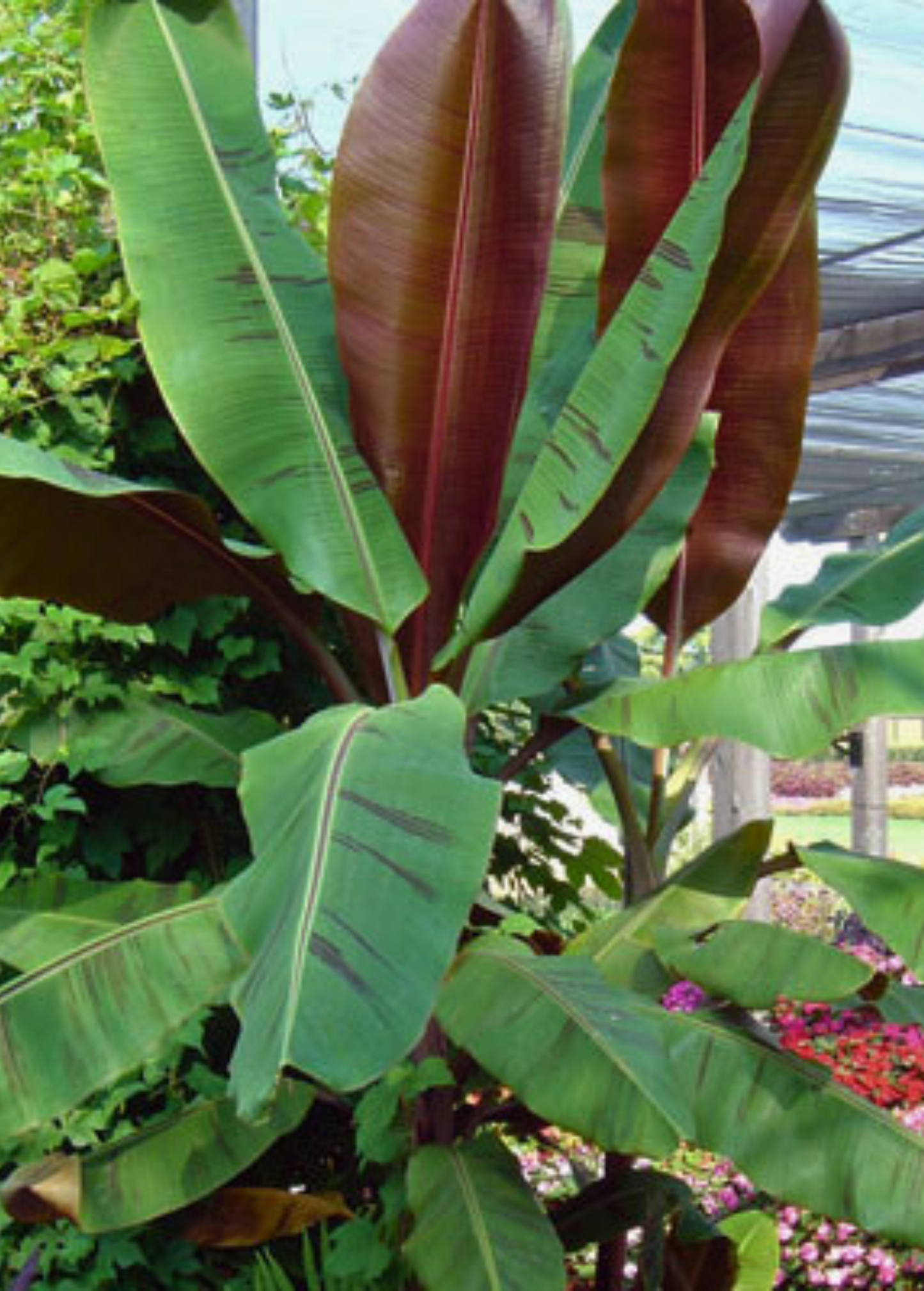 Banana Tree 'Bordelon' (Musa)