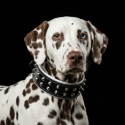 "Boston" collar - Tampa Home & Garden Store