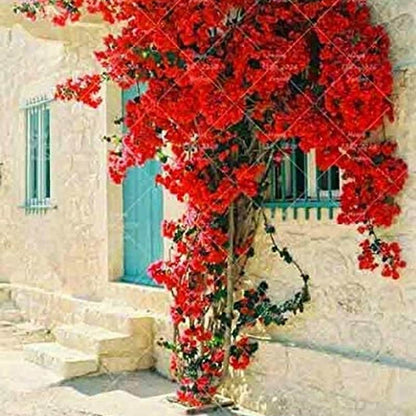 Bougainvillea Ornamental Red Flowers - 50 Seeds - Tampa Home & Garden Store