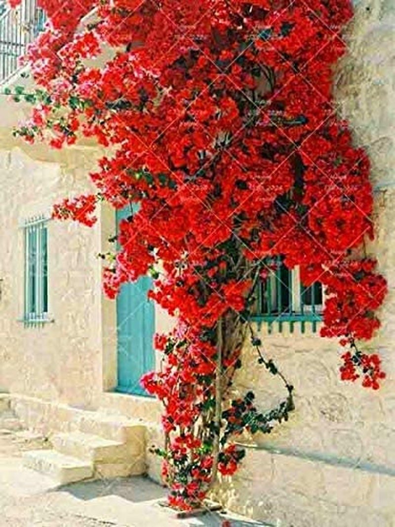 Bougainvillea Ornamental Red Flowers - 50 Seeds - Tampa Home & Garden Store