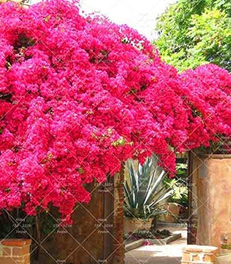 Bougainvillea Ornamental Red Flowers - 50 Seeds - Tampa Home & Garden Store