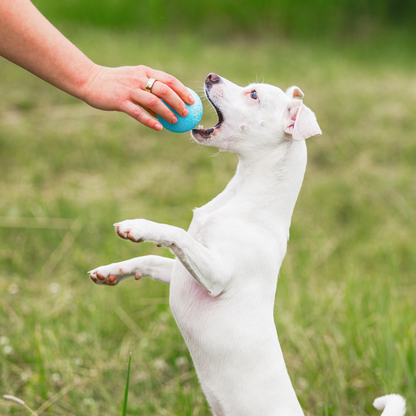 Boundr Active Dog Ball for Chewers and Fetch