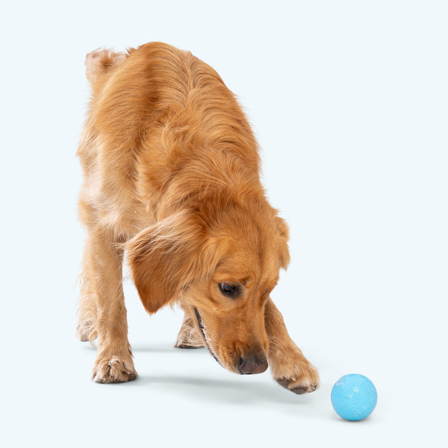 Boundr Active Dog Ball for Chewers and Fetch
