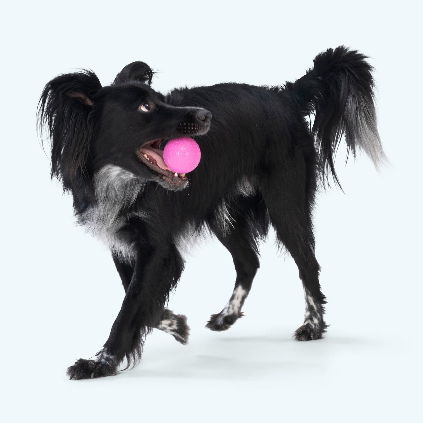 Boundr Active Dog Ball for Chewers and Fetch