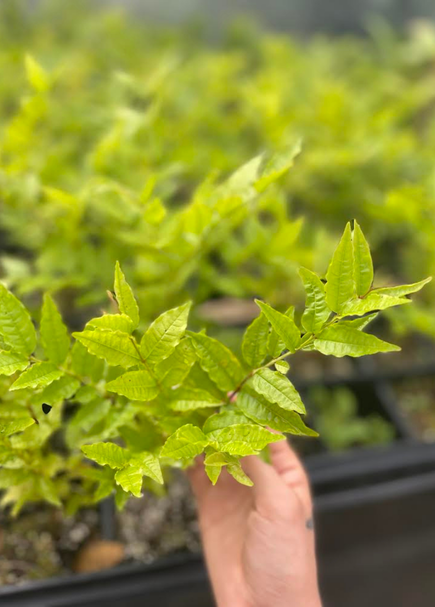 Brazilian Guava (Psidium angulatum) - Tampa Home & Garden Store