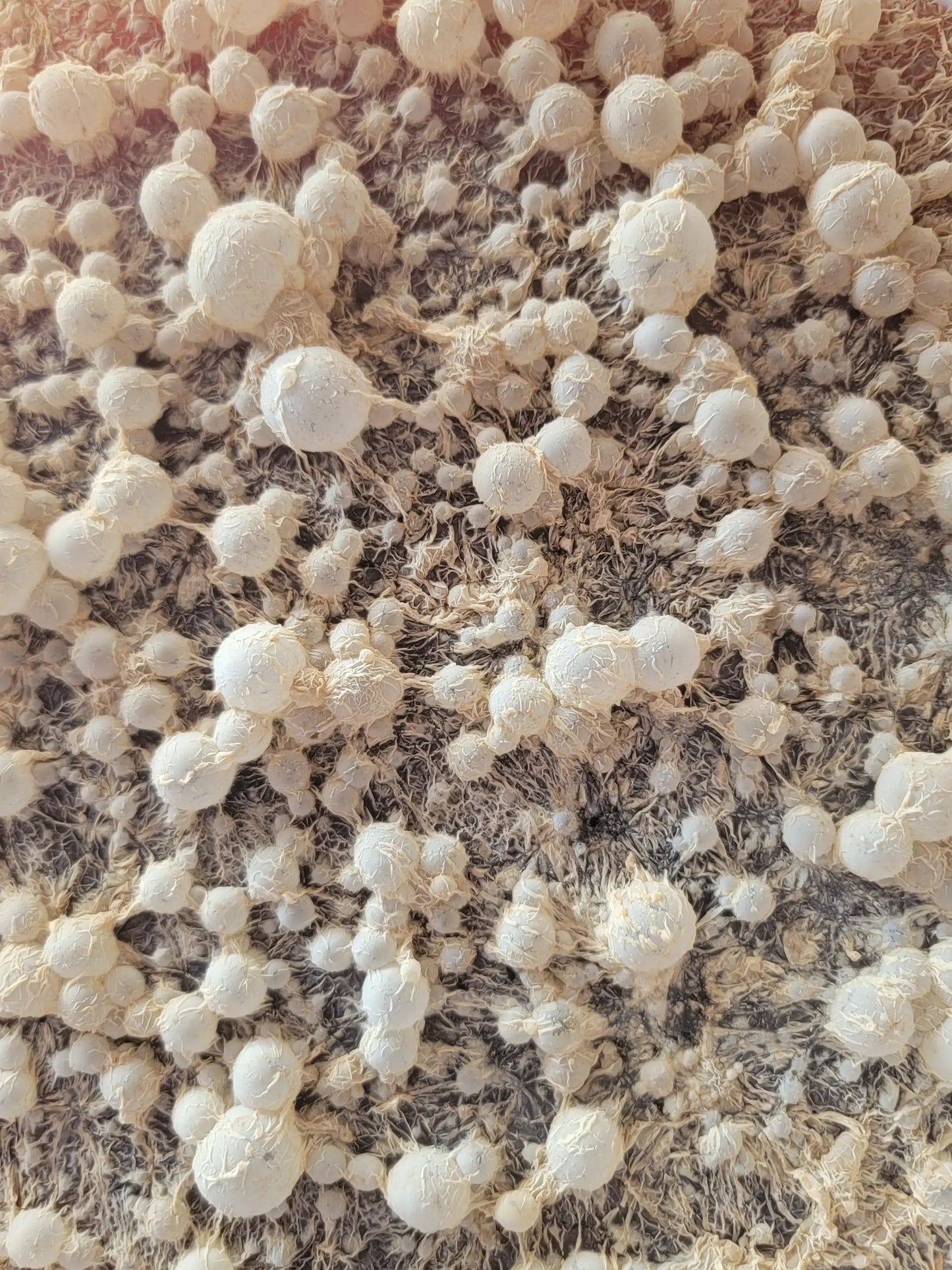 BrewKashi Microbial Activator | Composting Microbes - Tampa soil911.com