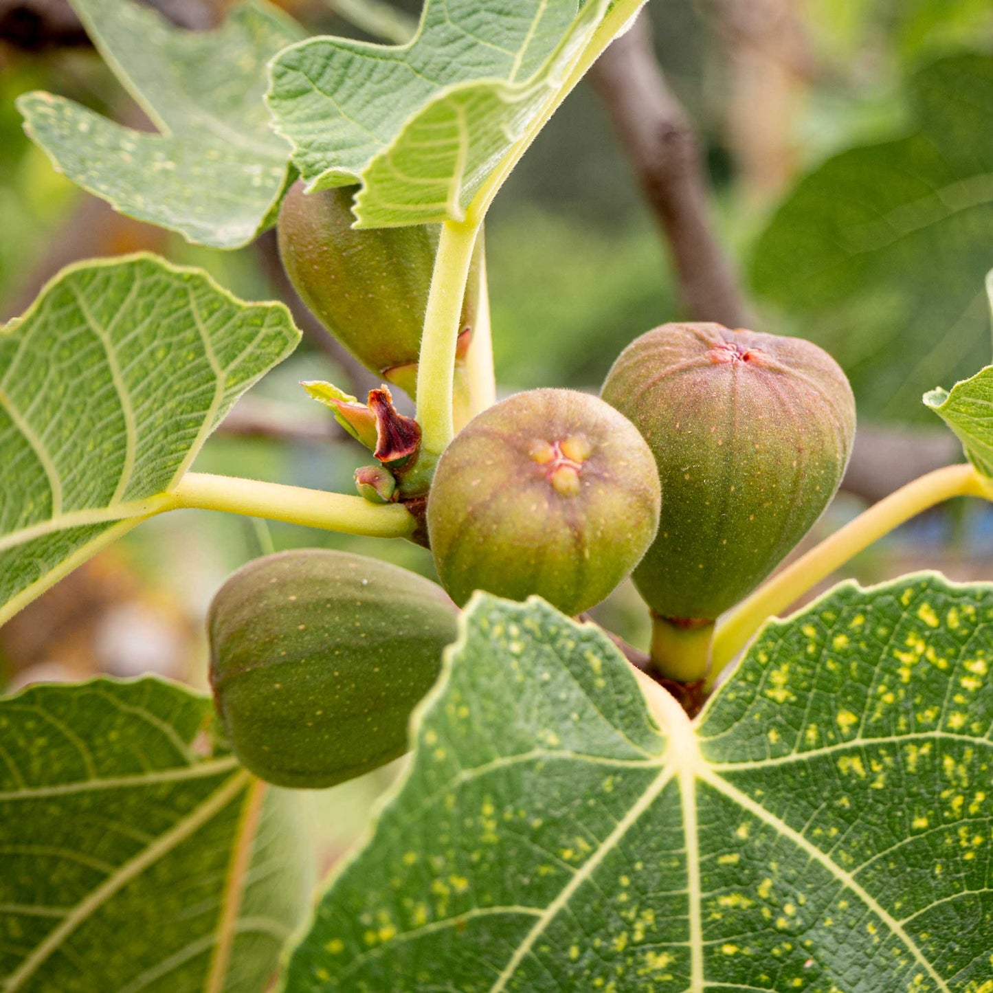 Brown Turkey Fig plant with green figs and large veined leaves on Tampa Home & Garden Store