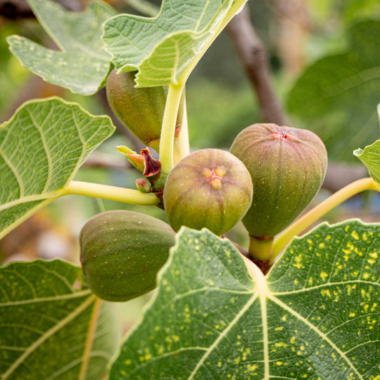 Brown Turkey Fig plant with green figs and large veined leaves on Tampa Home & Garden Store