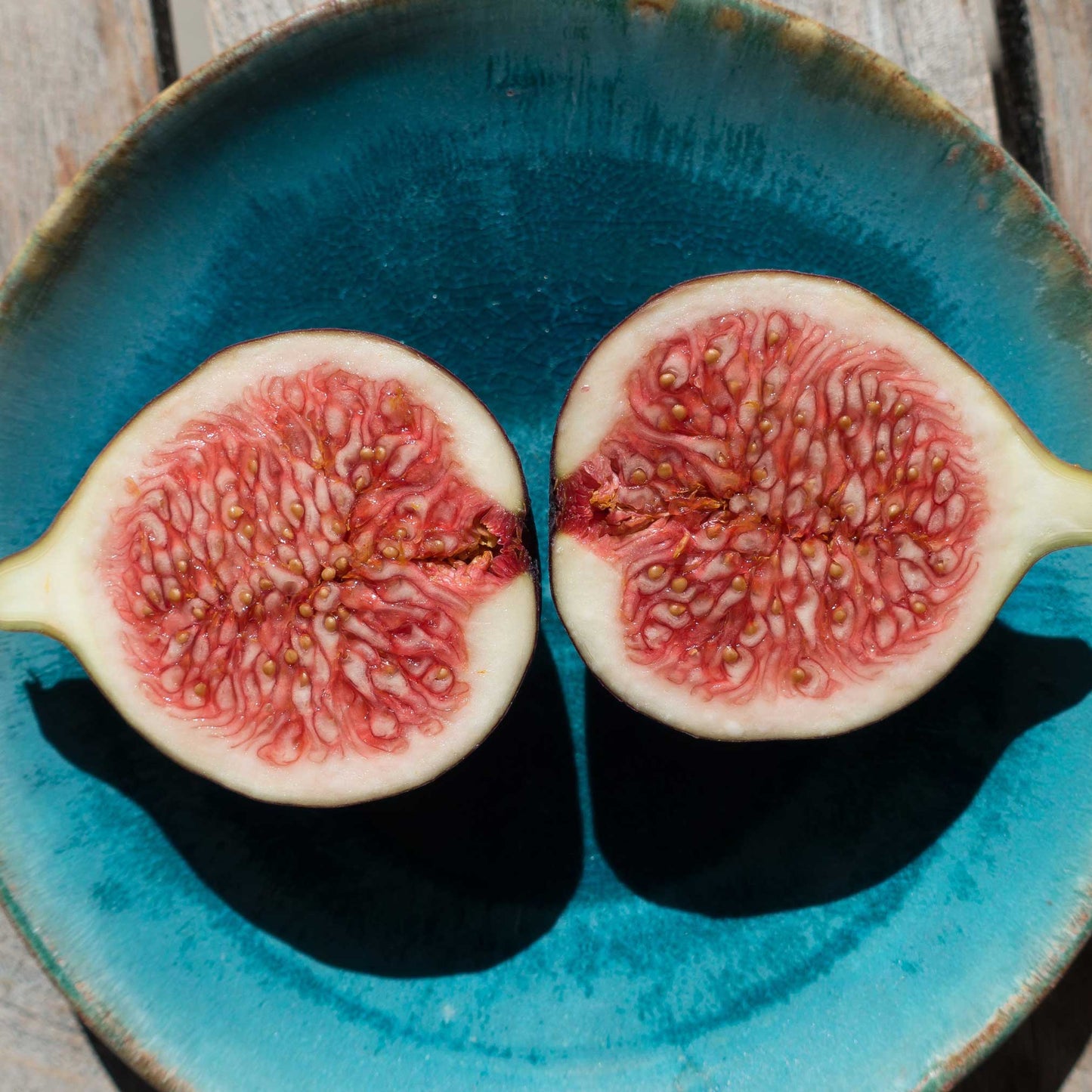 Brown Turkey Fig halves with pink flesh on turquoise plate, Live Good Logistics plant on Tampa Home & Garden Store
