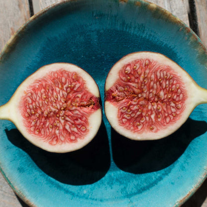 Brown Turkey Fig halves with pink flesh on turquoise plate, Live Good Logistics plant on Tampa Home & Garden Store