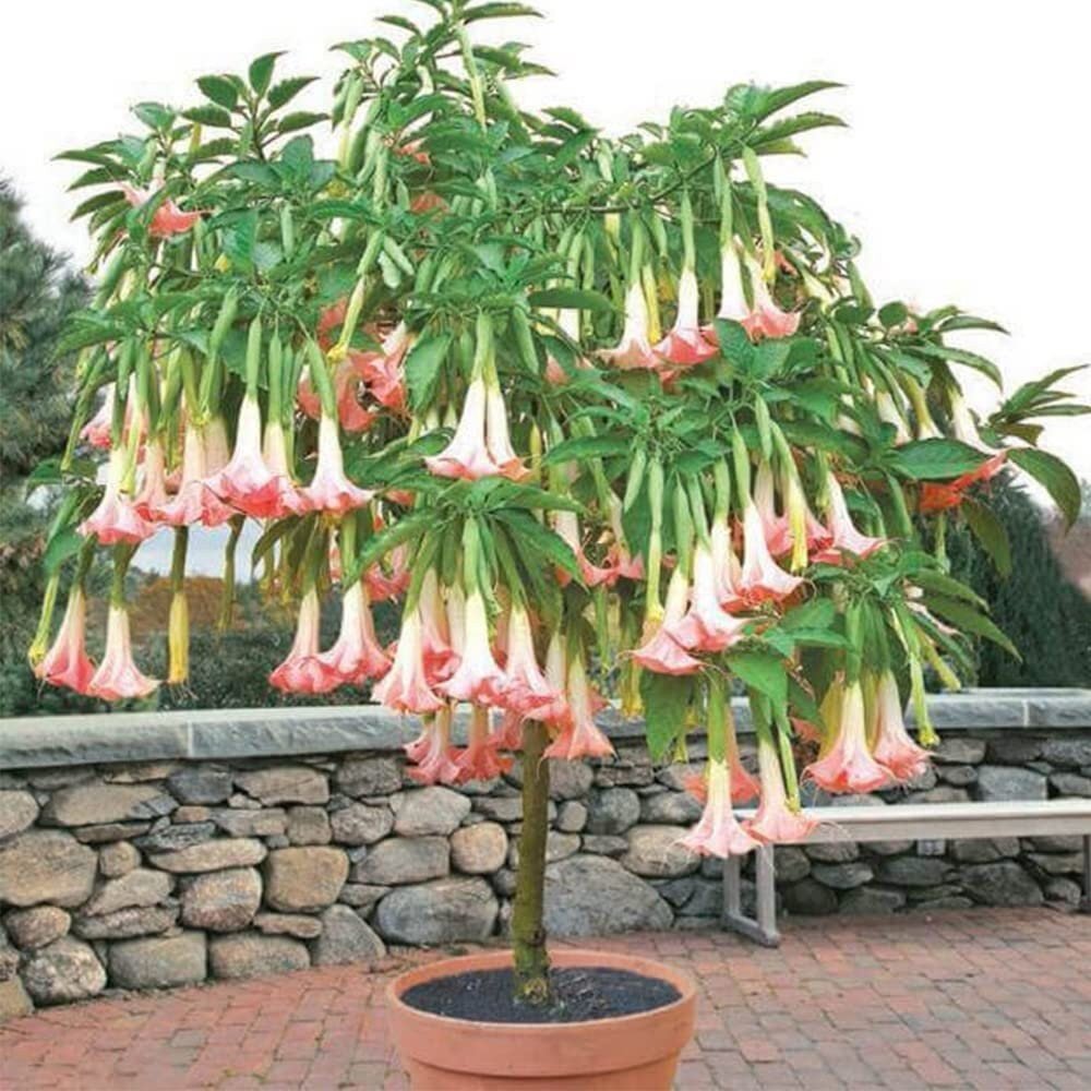 Brugmansia Pink Delight Angels Trumpet Moonflower - 10 Seeds - Flowering Accent Plant  Landscape - Tampa Home & Garden Store