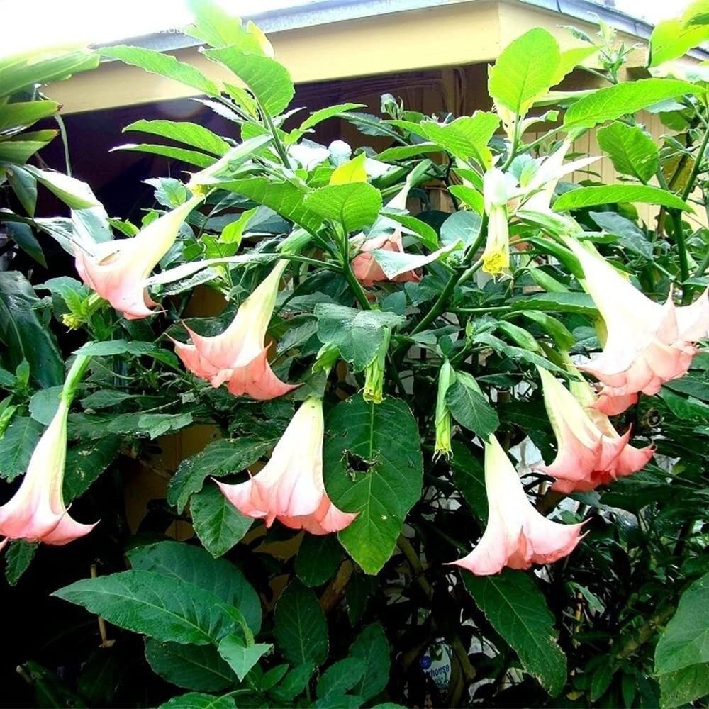 Brugmansia Pink Delight Angels Trumpet Moonflower - 10 Seeds - Flowering Accent Plant  Landscape - Tampa Home & Garden Store