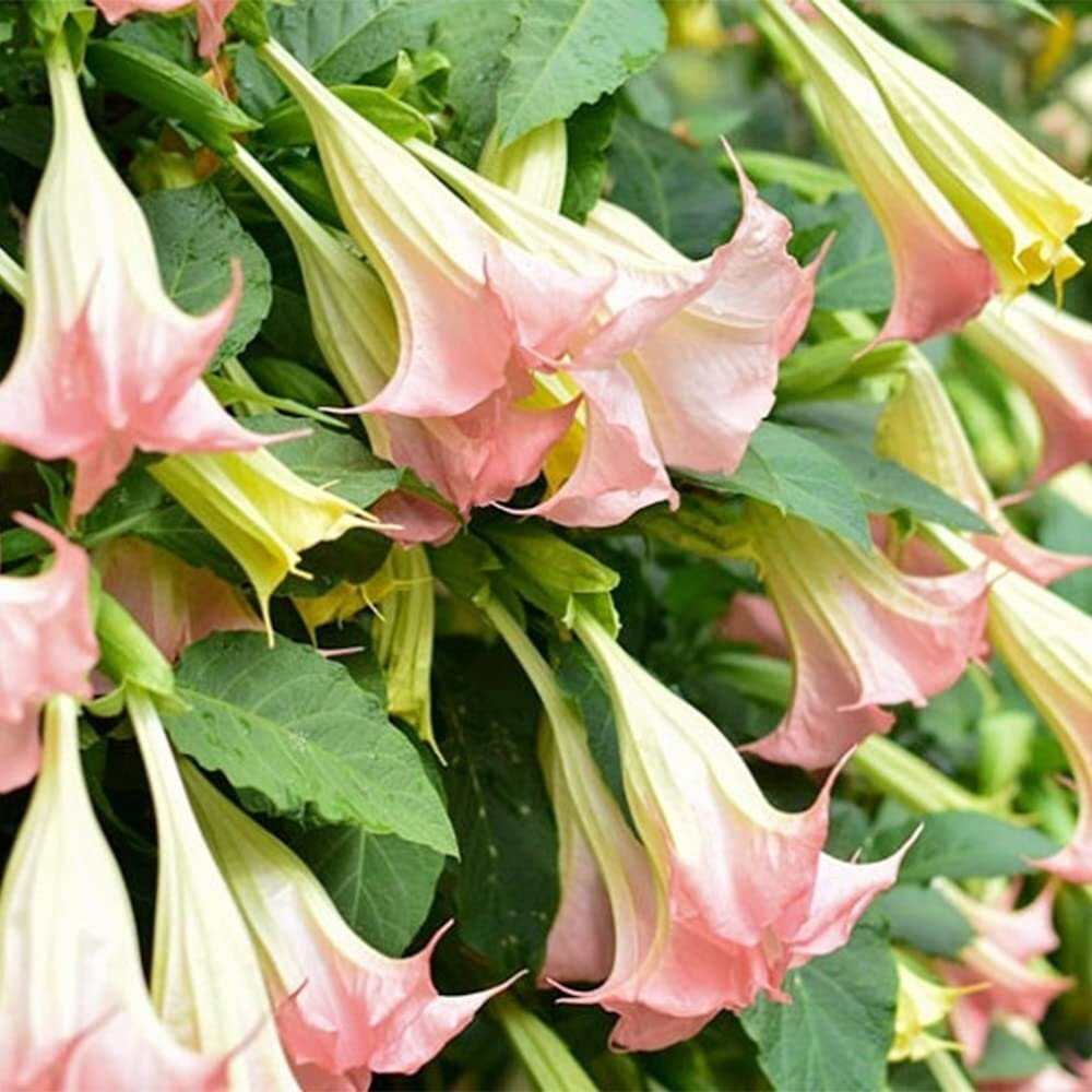 Brugmansia Pink Delight Angels Trumpet Moonflower - 10 Seeds - Flowering Accent Plant  Landscape - Tampa Home & Garden Store