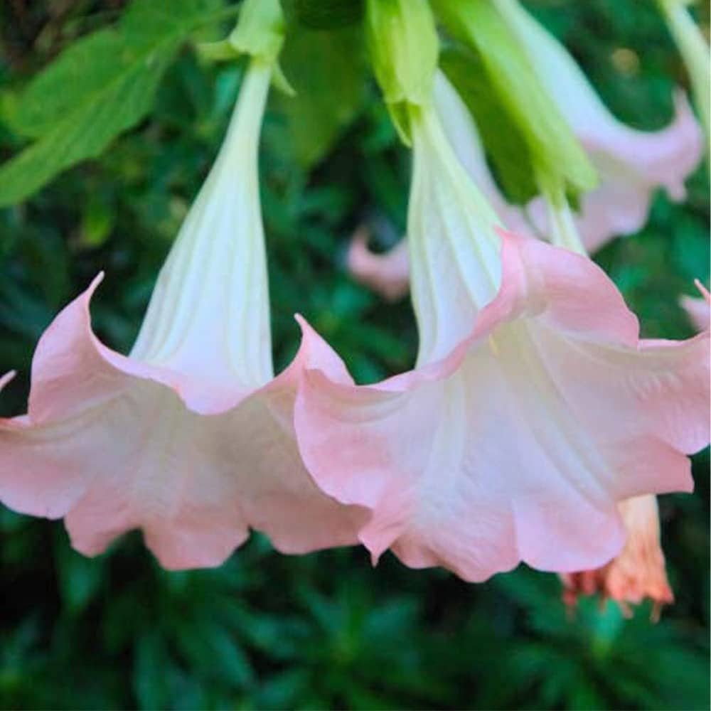 Brugmansia Pink Delight Angels Trumpet Moonflower - 10 Seeds - Flowering Accent Plant  Landscape - Tampa Home & Garden Store
