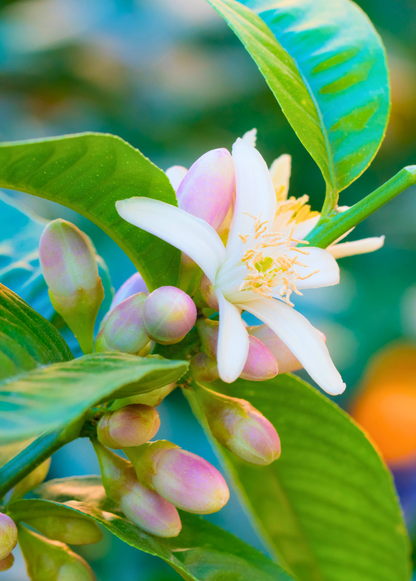 Buddha's Hand Citrus plant flower with white petals and pink buds, green leaves by Sow Exotic on Tampa Home & Garden Store