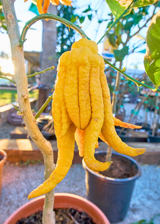 Buddha's Hand Citrus fruit on branch, yellow fingered fruit, Sow Exotic landscaping plant on Tampa Home & Garden Store
