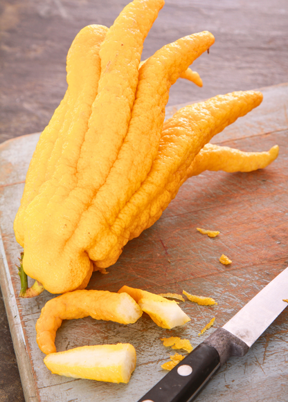 Buddha's Hand Citrus fingered citron fruits, bright yellow ornamental citrus for landscaping on Tampa Home & Garden Store