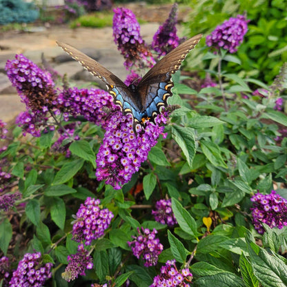 Blueberry Pie Butterfly Bush plant with purple blooms; Live Good Logistics indoor/outdoor plant on Tampa Home & Garden Store