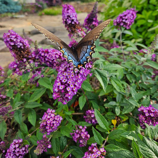 Blueberry Pie Butterfly Bush plant with purple blooms; Live Good Logistics indoor/outdoor plant on Tampa Home & Garden Store