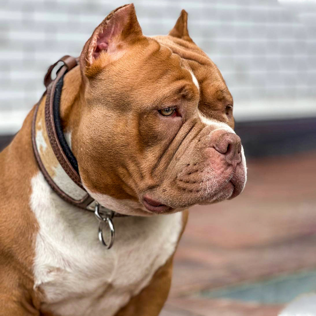 "Buffalo" collar - Tampa Home & Garden Store