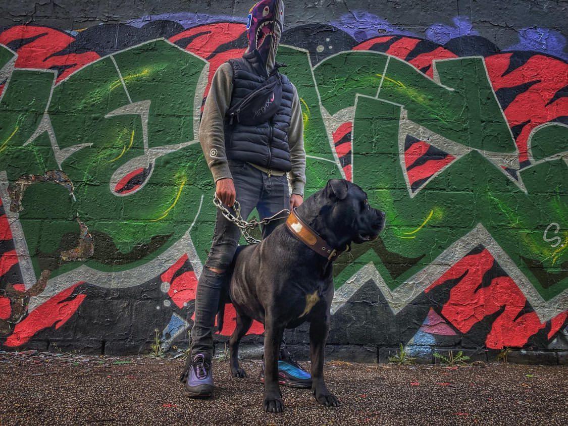 "Buffalo" collar - Tampa Home & Garden Store