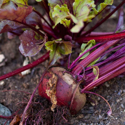 Bull's Blood Beet Seeds (Organic) - Tampa Home & Garden Store
