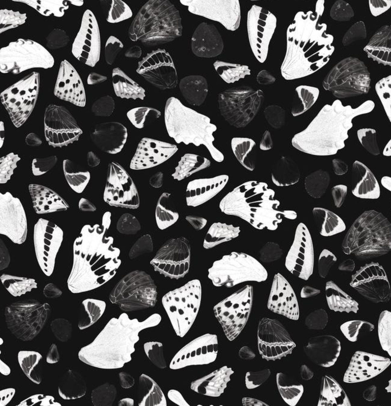 Butterfly Terrazzo Wallpaper, black & white - Tampa Home & Garden Store