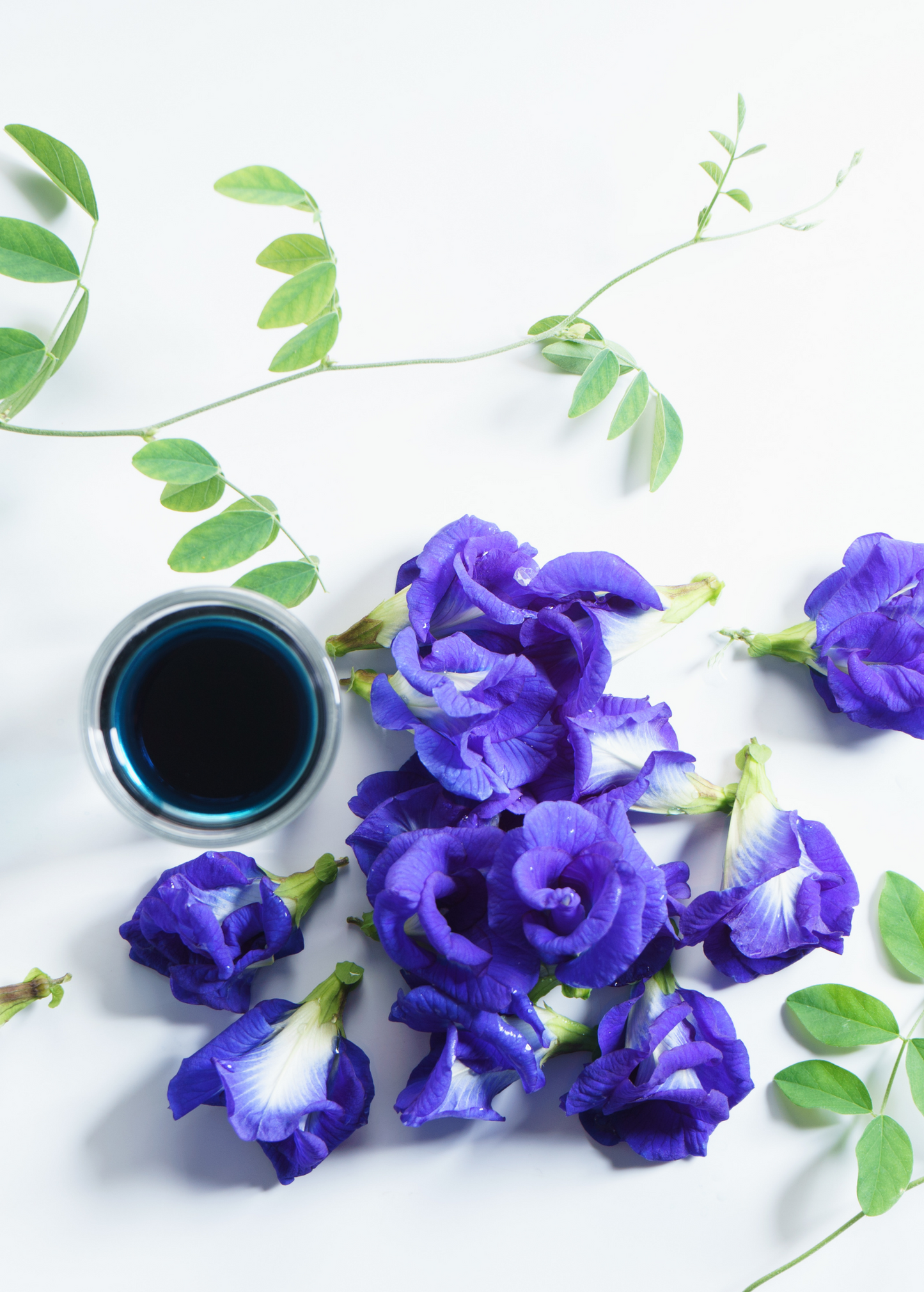 Butterfly Pea Clitoria ternatea herb plant with violet-blue flowers and vines Sow Exotic on Tampa Home & Garden Store