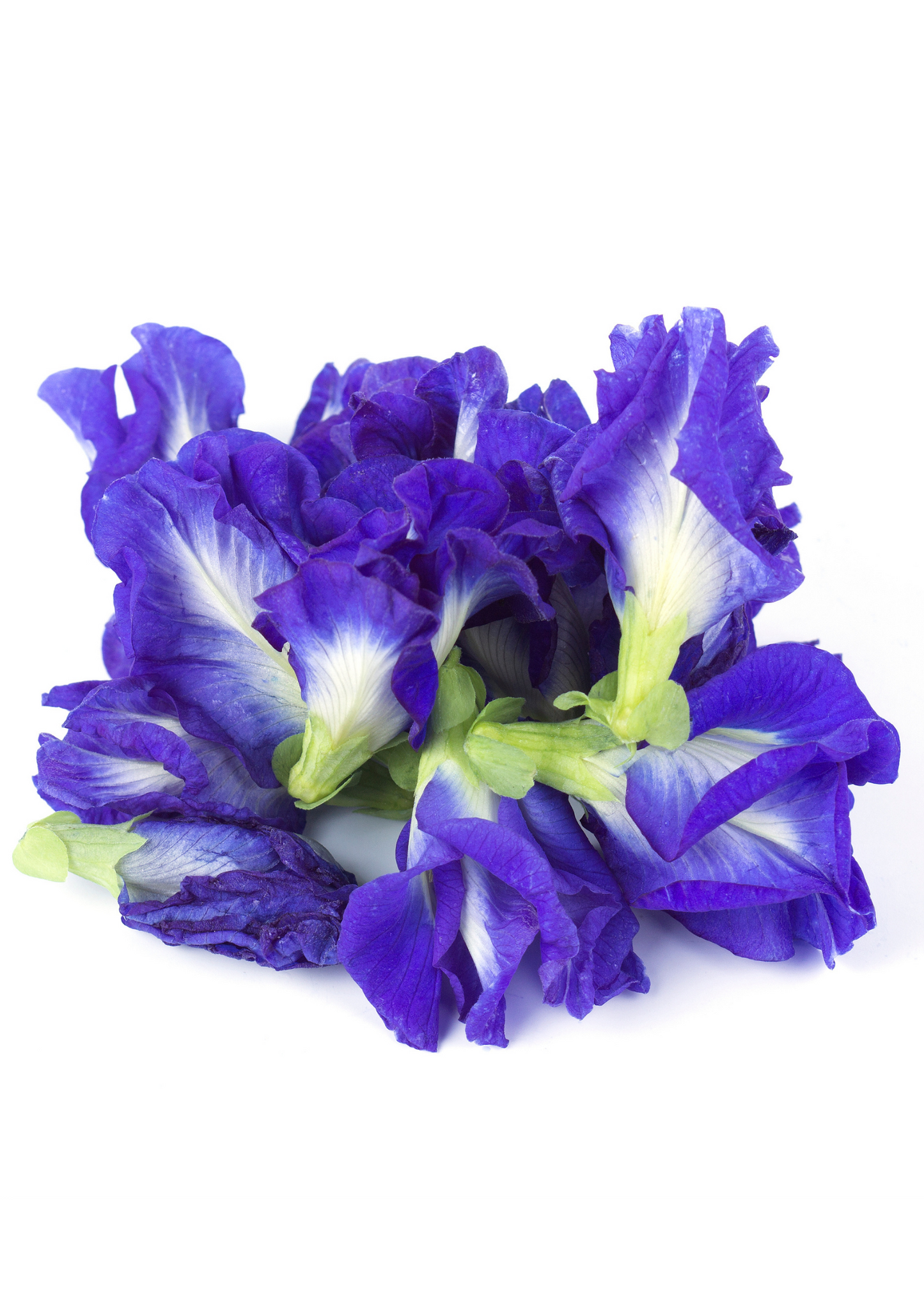 Butterfly Pea flowers by Sow Exotic; royal blue petals with white bases for landscaping on Tampa Home & Garden Store