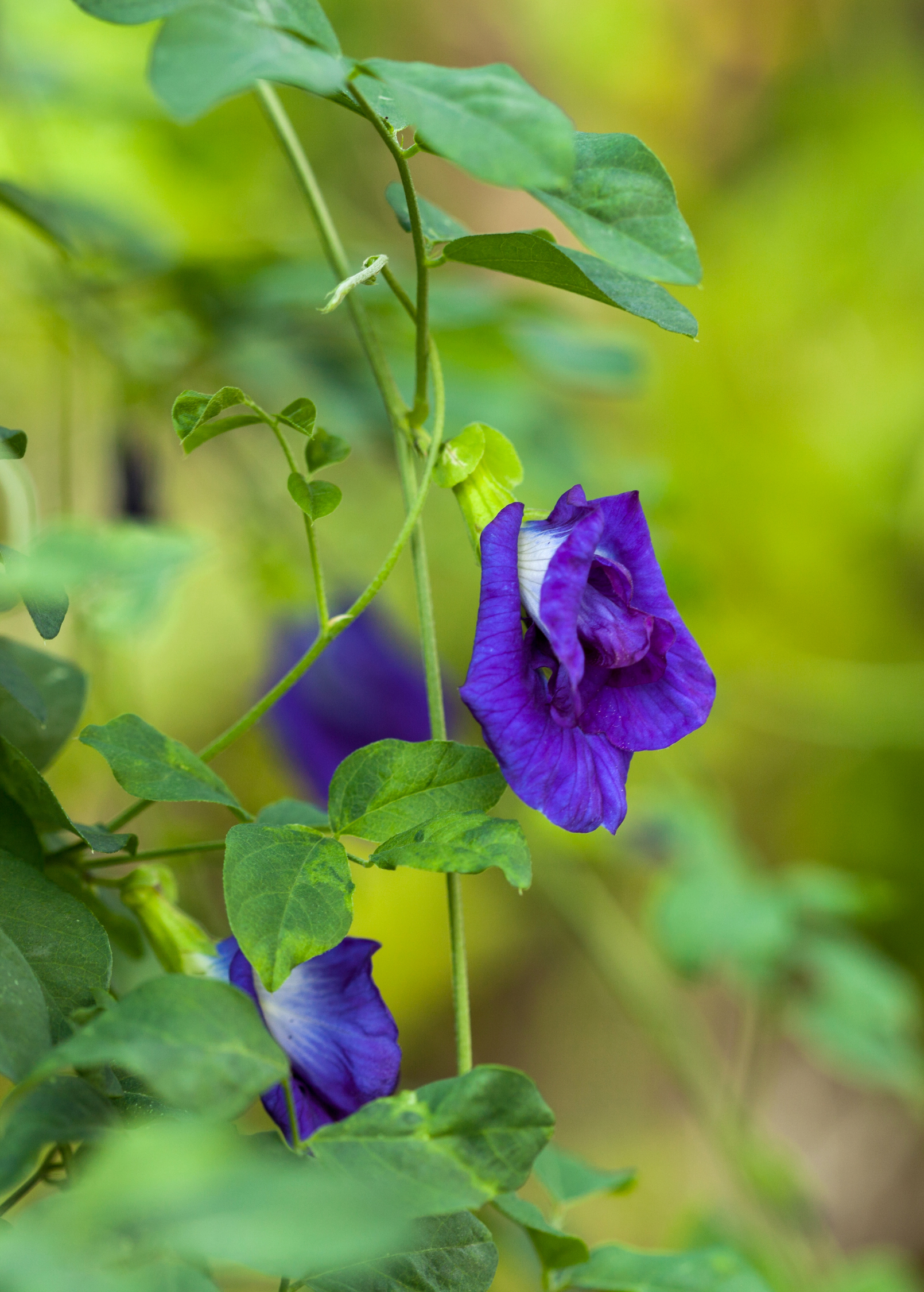 Butterfly Pea flower on a climbing vine; purple bloom, green leaves Sow Exotic herb on Tampa Home & Garden Store