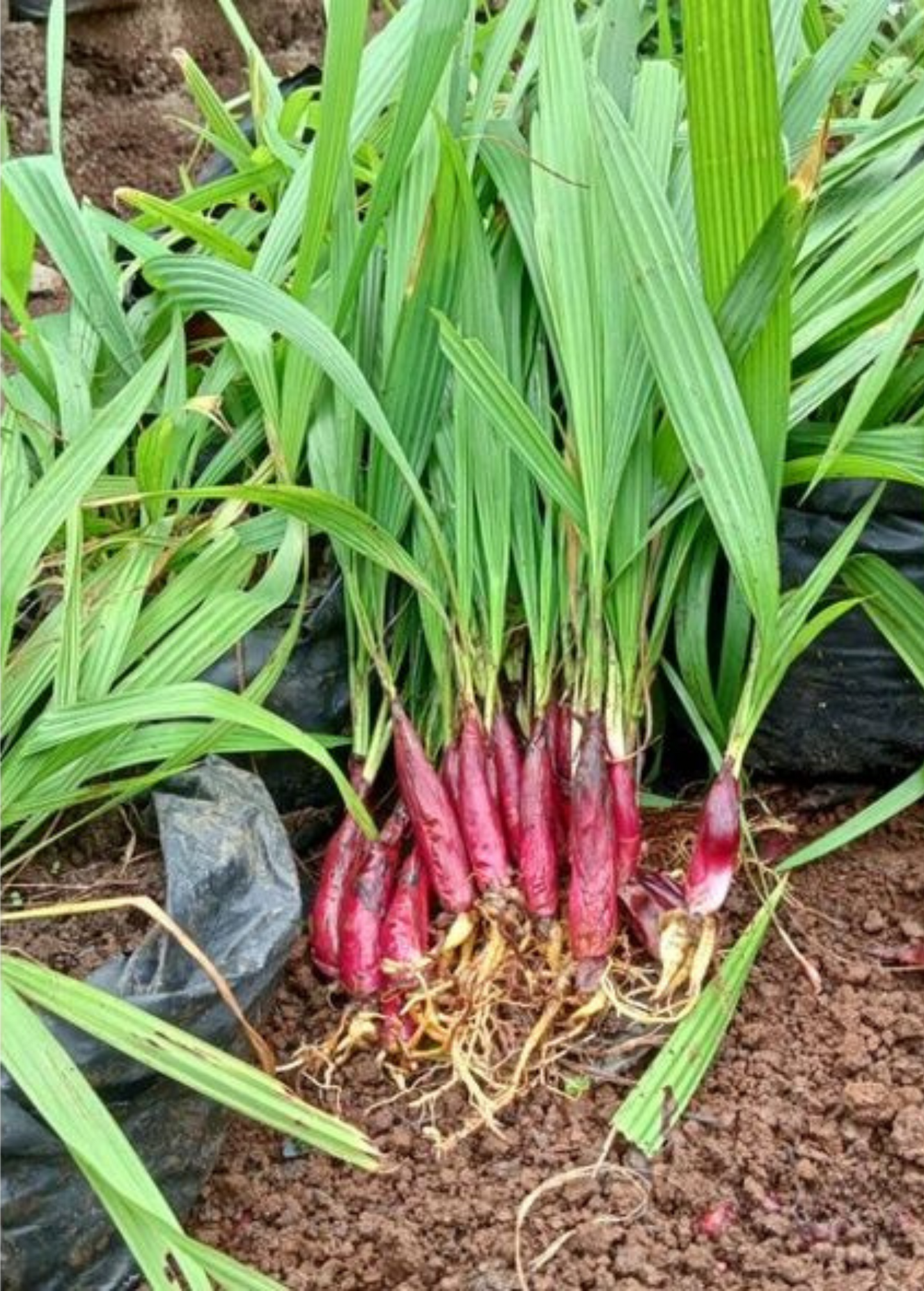 Bawang Dayak Plant (Eleutherine bulbosa)