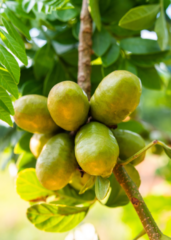 Jocote Tree, Yellow (Spondias Mombin)