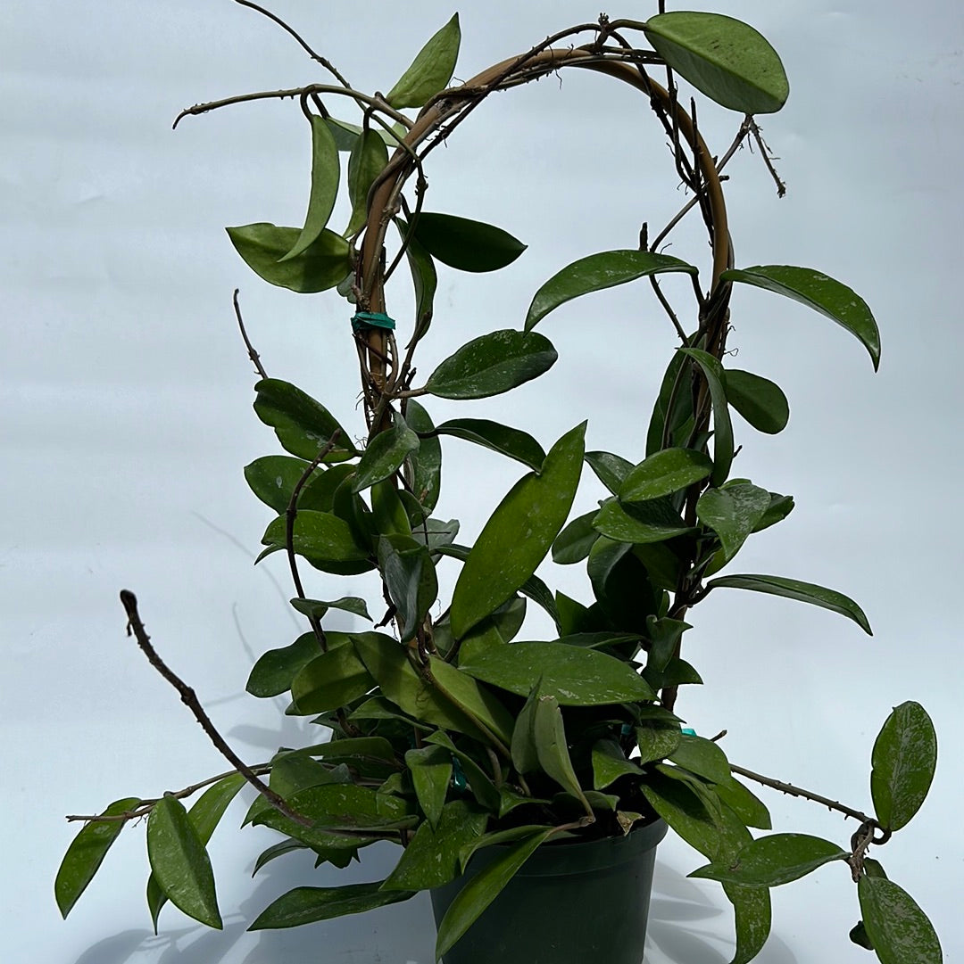 Hoya Publicalyx Splash RUNOPLANTS with green oval leaves on circular vine trellis on Tampa Home & Garden Store