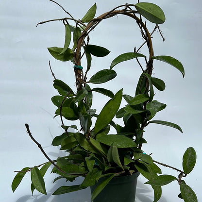 Hoya Publicalyx Splash RUNOPLANTS with green oval leaves on circular vine trellis on Tampa Home & Garden Store