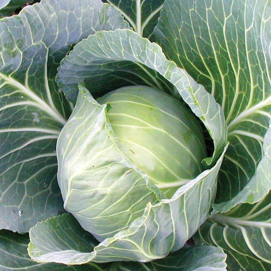 Late Flat Dutch cabbage head with blue-green leaves Seedtime Store seeds on Tampa Home & Garden Store