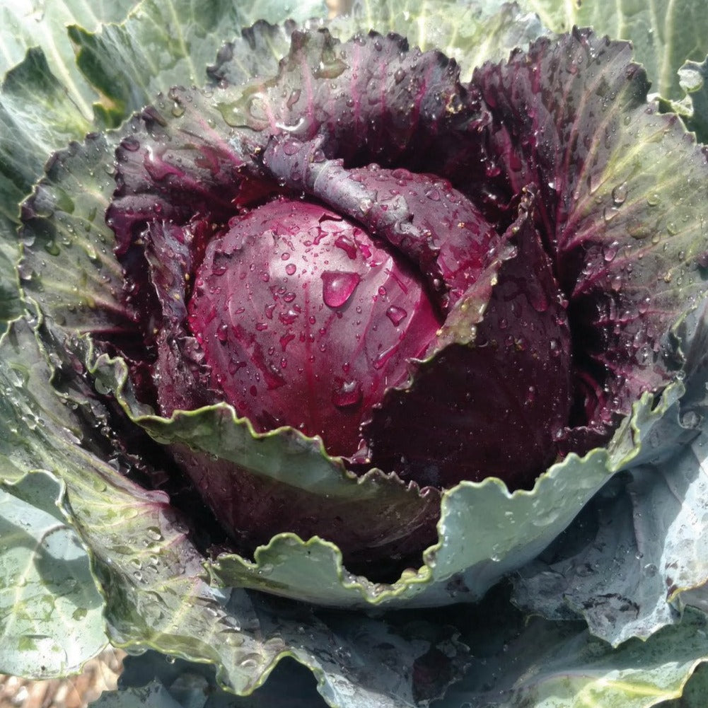 Red Acre Cabbage seeds, maroon head with gray outer leaves, Seedtime Store on Tampa Home & Garden Store