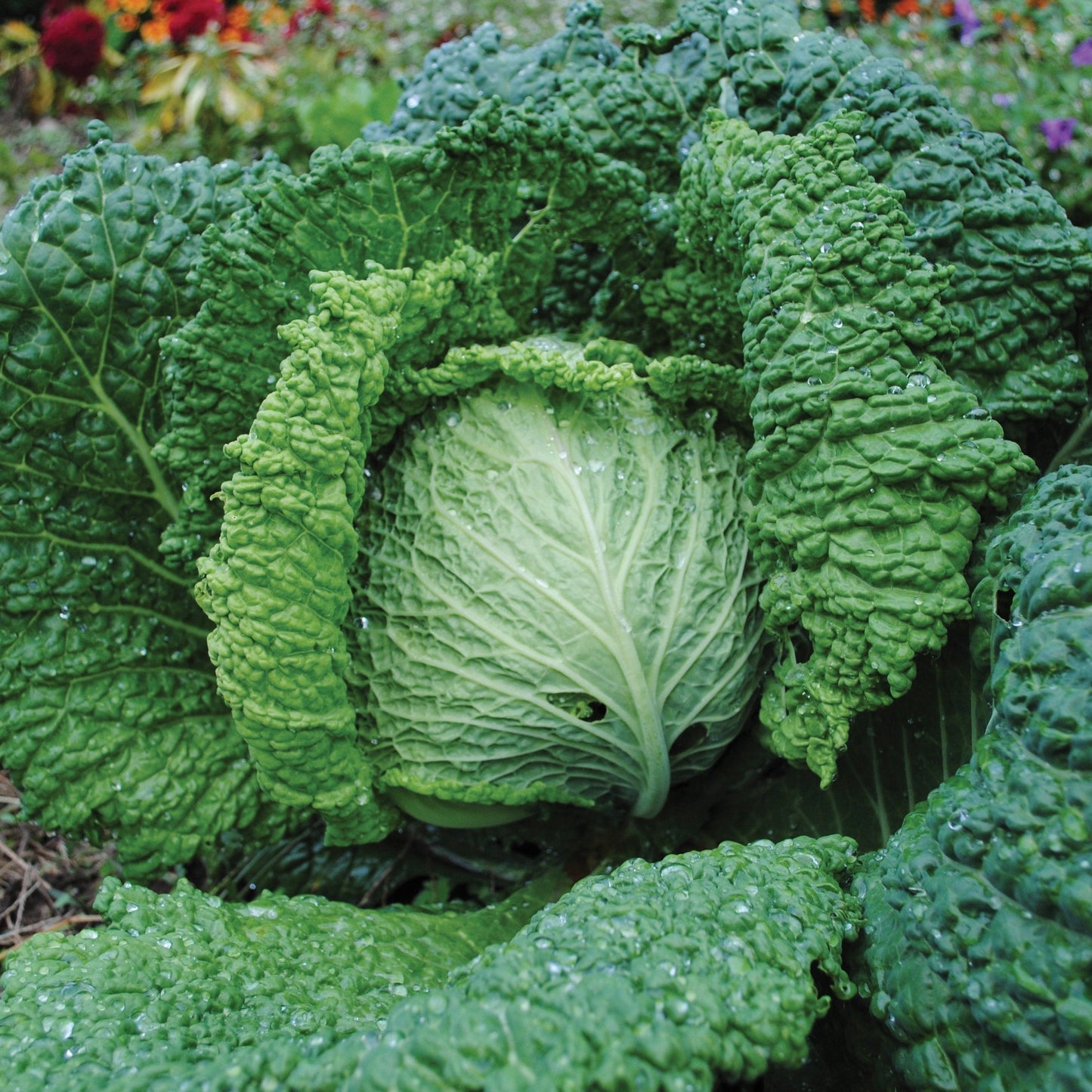 Savoy Perfection Cabbage seeds by Seedtime Store; several crinkled green heads with dew on Tampa Home & Garden Store