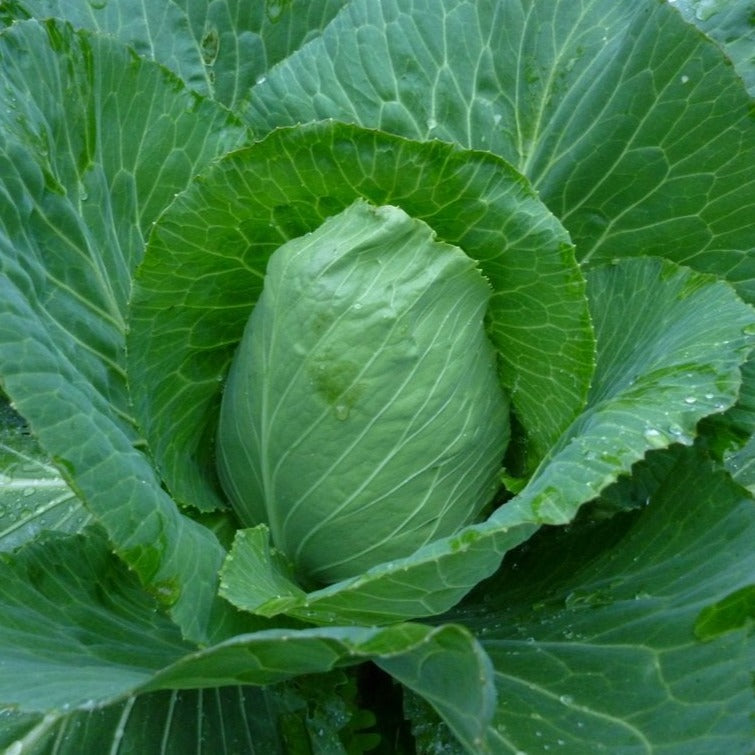 Early Jersey Wakefield Cabbage seeds, green compact head, Seedtime Store on Tampa Home & Garden Store