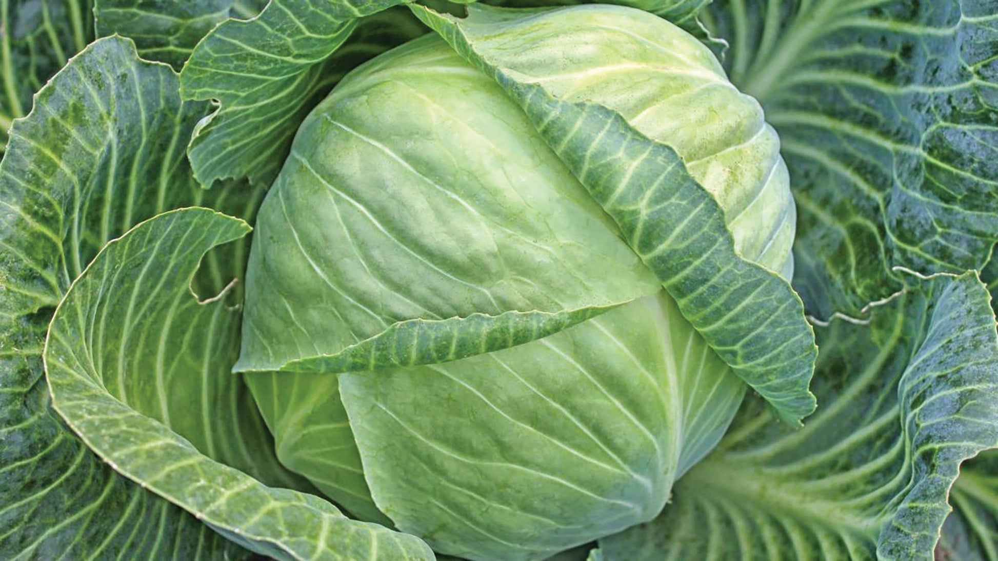 All Seasons Cabbage seeds green cabbage head with layered leaves on Tampa Home & Garden Store
