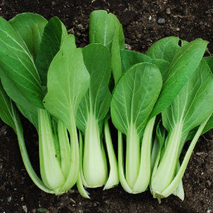 CABBAGE Seeds, Pak Choi - Tampa Home & Garden Store