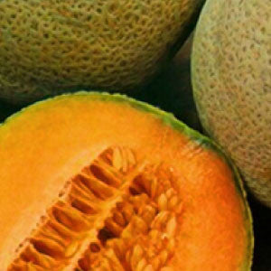 CANTALOUPE Seeds, Crenshaw - Tampa Home & Garden Store