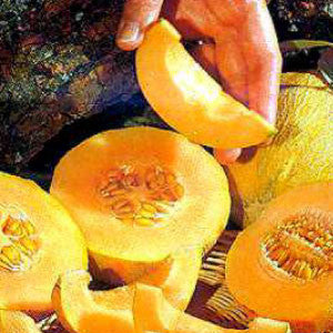 CANTALOUPE Seeds, Minnesota Midget - Tampa Home & Garden Store