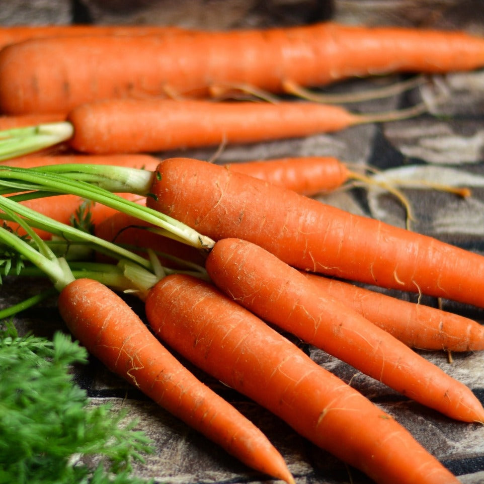 Imperator 58 Carrot Seeds orange carrots with green tops, group of roots Seedtime Store on Tampa Home & Garden Store