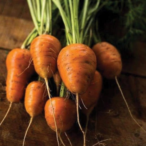 Oxheart carrot roots orange with green tops in a small bunch on a rustic wooden surface on Tampa Home & Garden Store