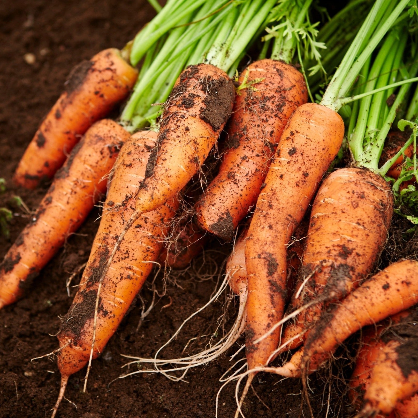 Royal Chantenay carrot roots, orange with green tops, freshly harvested from soil Seedtime Store on Tampa Home & Garden Store