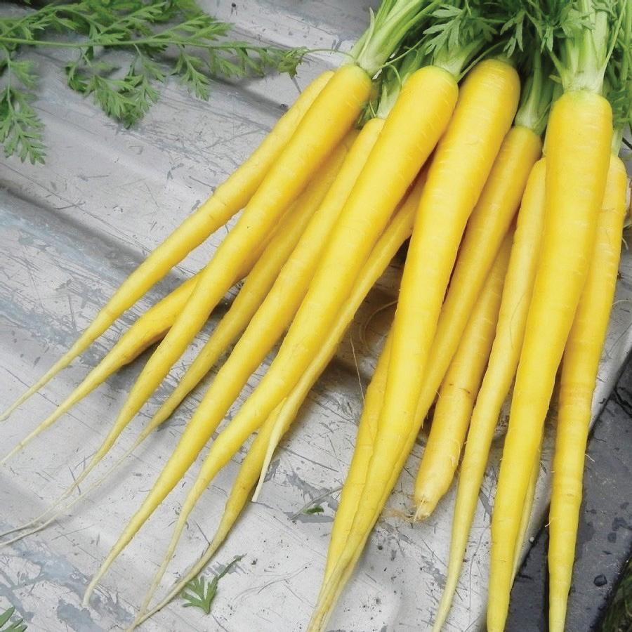 Mig Yellow Carrots bundle with long yellow roots and fresh green tops on Tampa Home & Garden Store